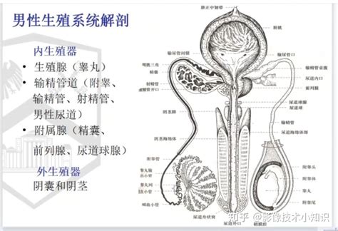 男人的生殖器官